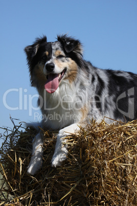 Australian Shepherd auf einem Strohballen