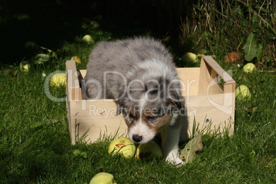 Australian Shepherd Welpe