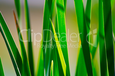 nature background with grass