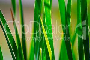 nature background with grass
