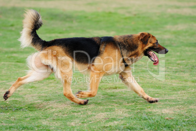 Dog running