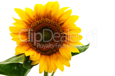 Sunflower against white background Sunflower against white background