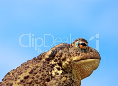 common toad bufo bufo