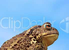 common toad bufo bufo