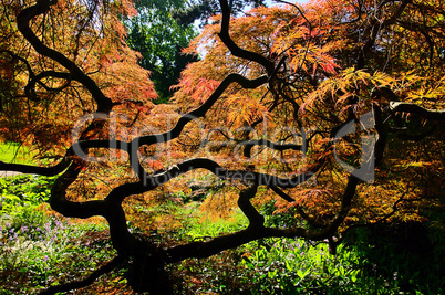 Acer palmatum 01