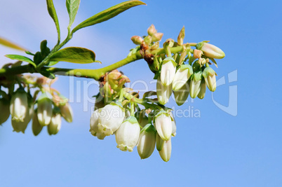 Heidelbeere Bluete - Bilberry flower 03