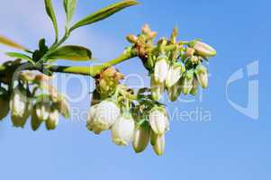 Heidelbeere Bluete - Bilberry flower 03