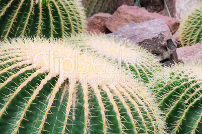 Kaktus Schwiegermuttersessel - Golden Barrel Cactus 02
