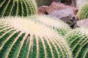 Kaktus Schwiegermuttersessel - Golden Barrel Cactus 02