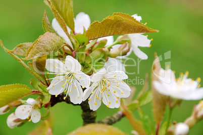 Kirschblüte - cherry blossom 40