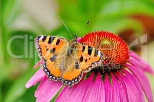 Kleiner Fuchs auf Purpursonnenhut - Small Tortoiseshell on Purple Coneflower 01