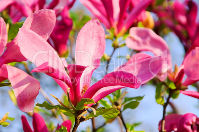 Magnolie - magnolia 15