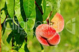 Plattpfirsich - saturn peach 01
