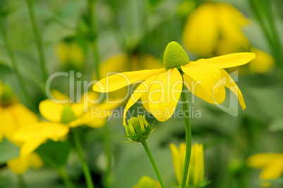 Rudbeckia nitida 01