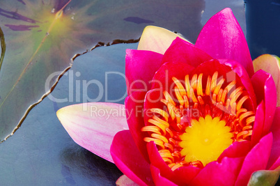 Seerose - water lily 37