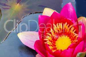 Seerose - water lily 37
