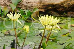 Seerose - water lily 38