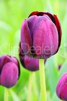 Tulpe lila - tulip purple 03