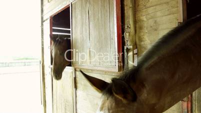 Riding school: two horses in stables