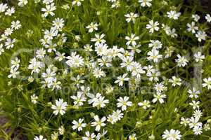 white flowers