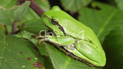 Laubfrosch - tree frog