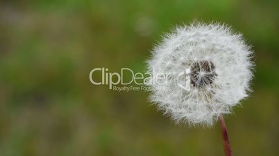 Blowball - Blowing Blossom away - Slow Motion