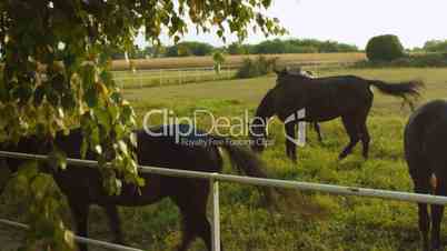 Herd of horses feeding on grass outside stable