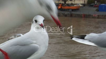 seagulls close frankfurt skyline slowmo