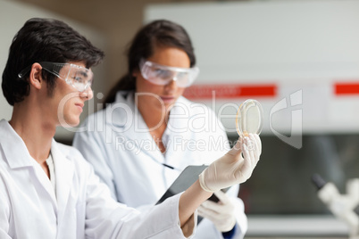 Science students looking at Petri dish