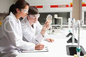 Concentrate students in science looking at a Petri dish