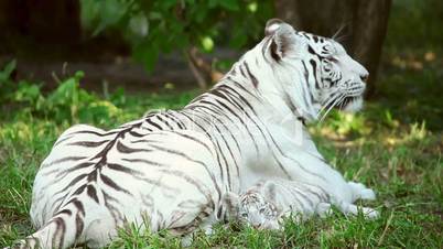 White tigress and cub.
