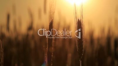 wheat at dawn. shot with slider.