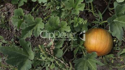 Pumpkin growing on vine slider P HD 0091