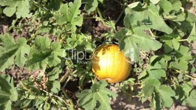 Pumpkin on vine slide in P HD 0093
