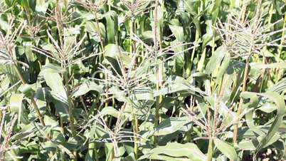 Corn crop blowing in wind P HD 0082