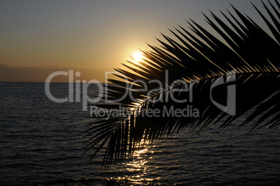 Palmwedel bei Sonnenuntergang