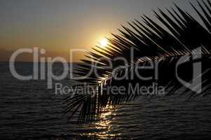 Palmwedel bei Sonnenuntergang