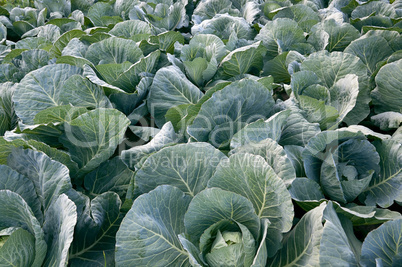 cabbage field cabbage field