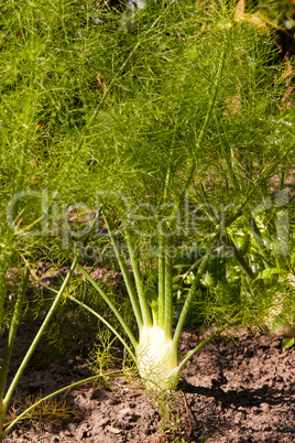 Fenchel, fennel, Foeniculum vulgare