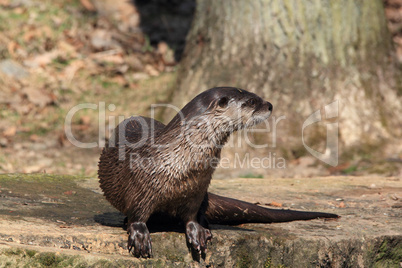 otter