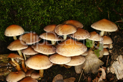 Schwefelköpfe (Hypholoma fasciculare) / Sulphur Tuft (Hypholoma