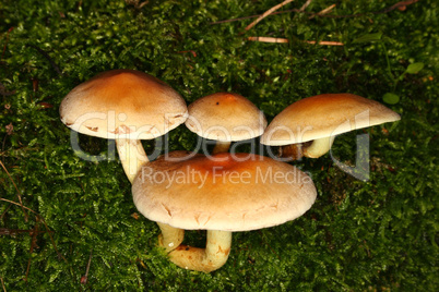 Schwefelköpfe (Hypholoma fasciculare) / Sulphur Tuft (Hypholoma