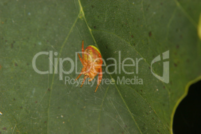 Kürbisspinne (Araniella cucurbitina) / Cucumber green spider (Ar