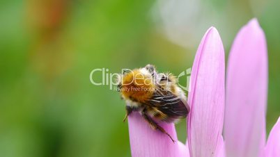 Sleeping bumblebee