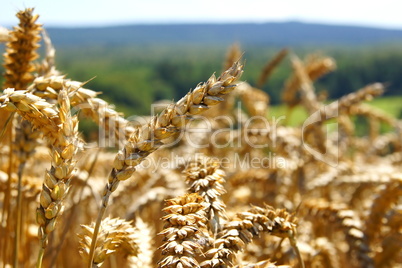 reife Weizenähren