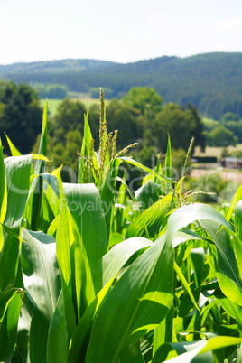 Maispflanzen am Idarwald