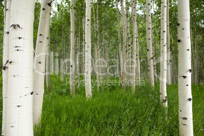 Forest of tall white aspen trees in Aspen