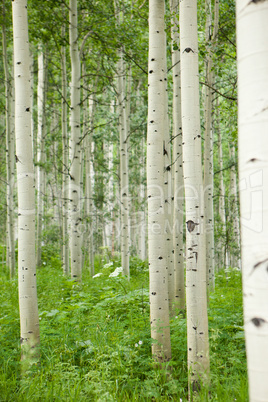 Forest of tall white aspen trees