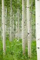 Forest of tall white aspen trees