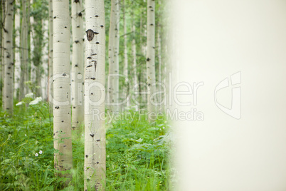 Forest of tall white aspen trees